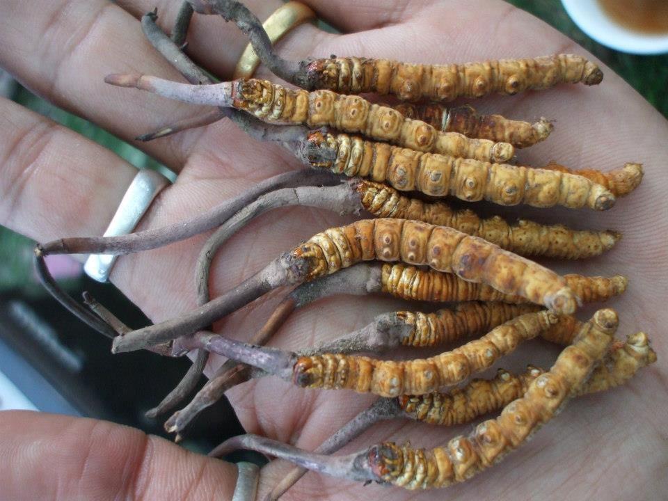 Caterpillar Expedition / Yarsa Trek (PP)