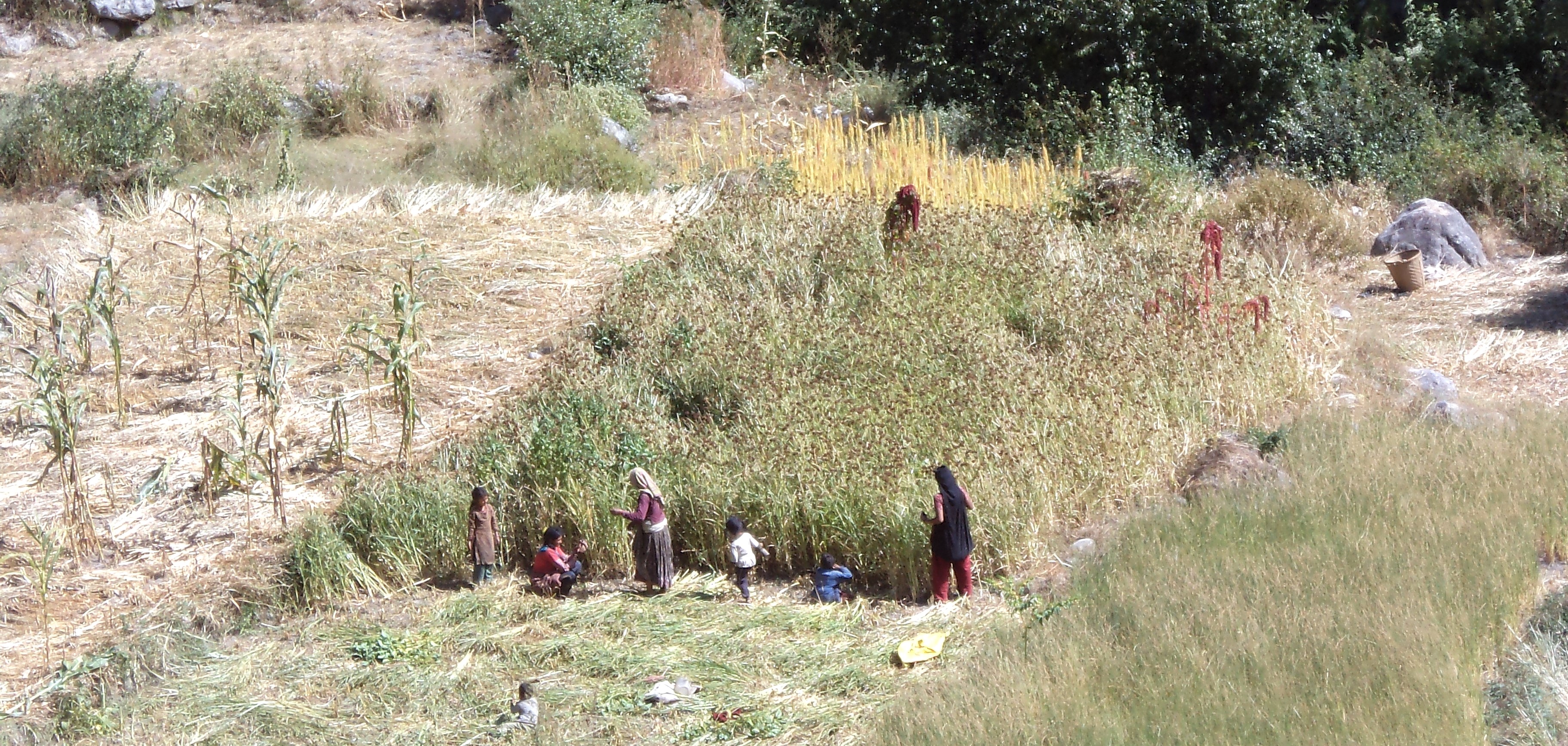Saipal Base Camp Trek (KK)