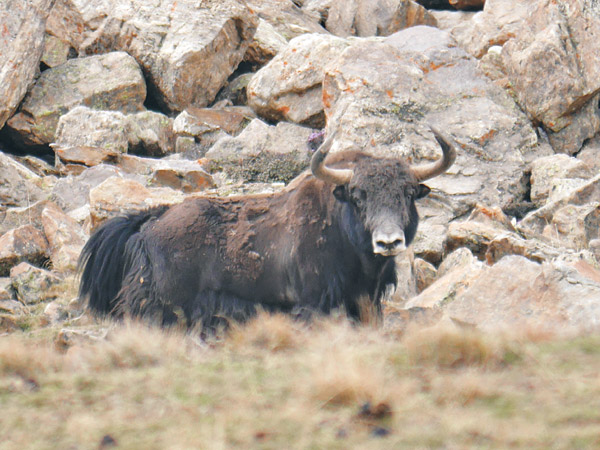 Limi Hidden Valley Trek / Humla Chyoro Circuit Trek / Shakya Patan Trek (KK)
