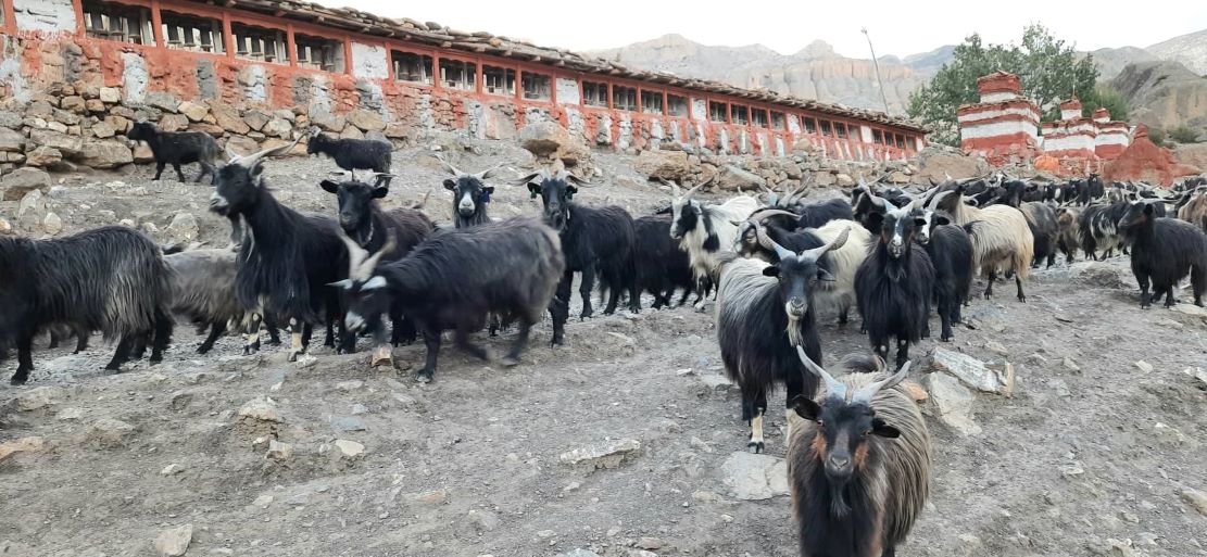 Classic West Nepal Tour (KK)