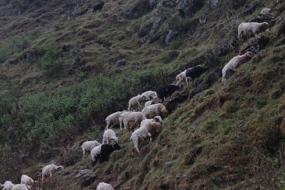 Dhorpatan Circuit Trek (PP)