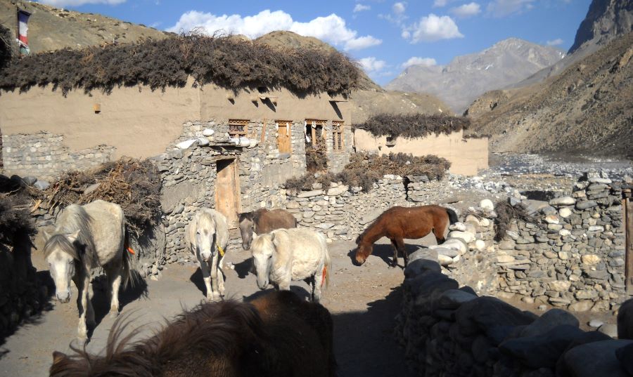 Upper Dolpo Trek, Exit Via Mustang (KK)